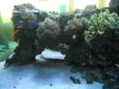 store reef 083.webp