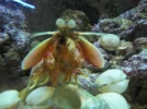 store reef 091.webp