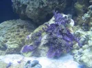 corals 002.webp