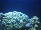 corals 004.webp