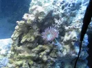 corals 007.webp