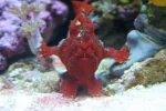 frogfish resize.webp