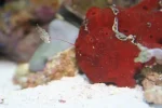 frogfish resizeed.webp