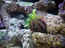 joyces 29gallon reef 009.webp