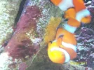 clown fish spawn 019.webp