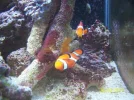 clown fish spawn 015.webp