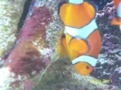 clown fish spawn 017.webp