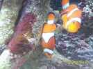 clown fish spawn 022.webp