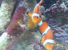 clown fish spawn 025.webp