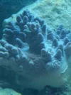 unknown coral1.webp