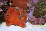 frog fish resized 2.webp