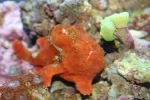 frog fish 1.webp