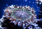 RockAnemone.webp