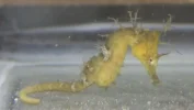 Seahorse babies4-15 (1).webp