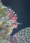 lionfish.webp