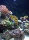 coral1.webp