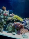 coral2.webp