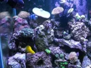 tank may 2011 020.webp