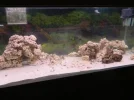 75 gallon salt 006.webp