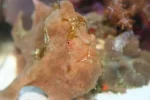 Frogfish 1.webp