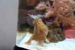 frogfish 2.webp