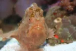 frogfish 4.webp