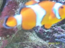 clown fish spawn 021.webp