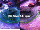 elos-coral-abyss-20k-14k-metal-halide-bulbs.webp