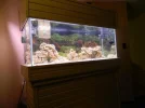 75 gallon salt 009.webp