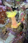 sun coral 5-19.webp