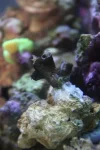 Black sun coral day 1.webp