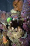 Black sun coral 5-15-11.webp