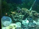 nemo tank.webp