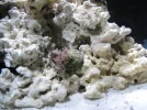 coral.webp