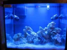 reef tank 011sm.webp