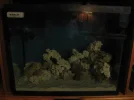 reef tank 015sm.webp