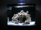 tank with fish.webp