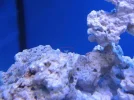 reef tank 005sm.webp