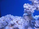 reef tank 001sm.webp