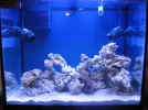 reef tank 002sm.webp