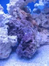 reef tank 003sm.webp