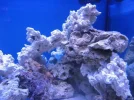 reef tank 004sm.webp