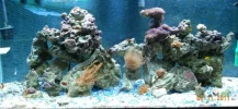 75g tank.webp