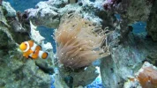 One of my Clowns and a Torch Coral..webp