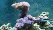 Violet Clove Coral..webp