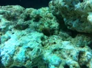 coral2.webp