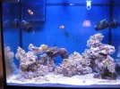 reef tank 008sm.webp