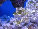 reef tank 009sm.webp