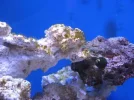 reef tank 010sm.webp