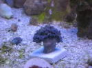 reef tank 014sm.webp